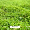 Brahmi